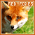 Foxes: Red