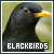 Birds: Blackbirds