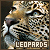 Big Cats: Leopards