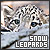 Big Cats: Snow Leopards