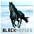 Horses: Black