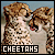 Big Cats: Cheetahs