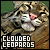 Felines: Clouded Leopard