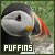 Birds: Puffins