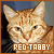 Cats: Red Tabby