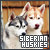 Canines: Siberian Husky