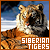 Big Cats: Siberian Tigers