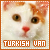 Cats: Turkish Van
