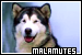 Dogs: Alaskan Malamutes