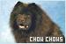 Dogs: Chow Chows