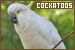 Birds: Cockatoos