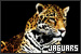 Big Cats: Jaguars