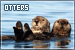 Aquatic: Sea Otters