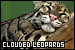 Clouded Leopards