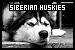 Siberian Huskies